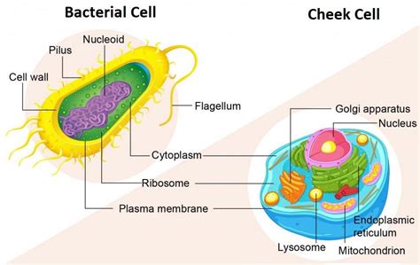how are bacterial cells similar to human cells